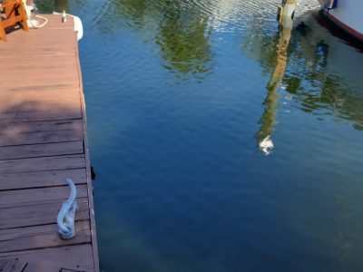 Dock For Rent At Up to 40 ft Max Boat Slip for lease in Ft. Laud no fixed span